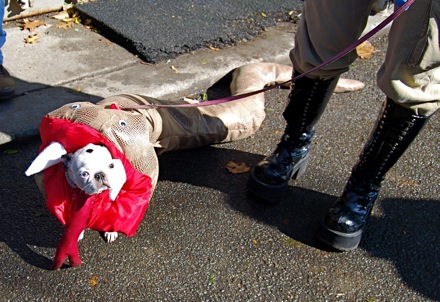 dog halloween parade