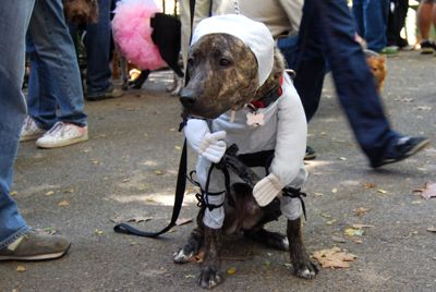 2009 dog halloween parade tompkins square park