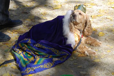 2009 dog halloween parade tompkins square park