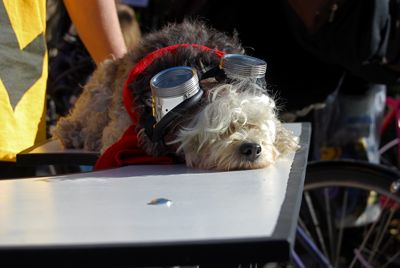 2009 dog halloween parade tompkins square park