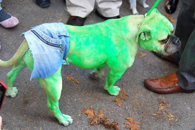 2009 dog halloween parade tompkins square park