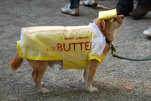tompkins square dog halloween parade butter