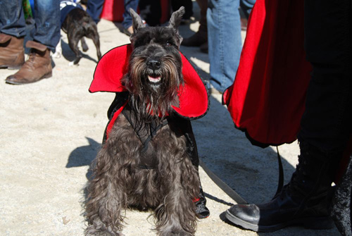 tompkins square dog halloween parade dracula