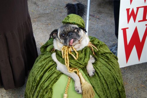 tompkins square dog halloween parade gracie