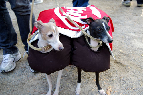 tompkins square dog halloween parade kitkat