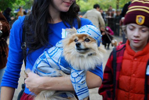 tompkins square dog halloween parade tron