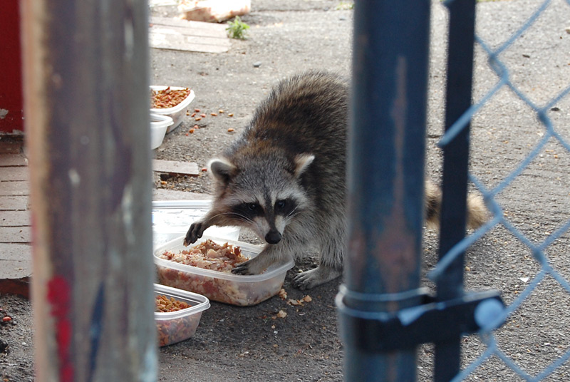 tent of tomorrow raccoon