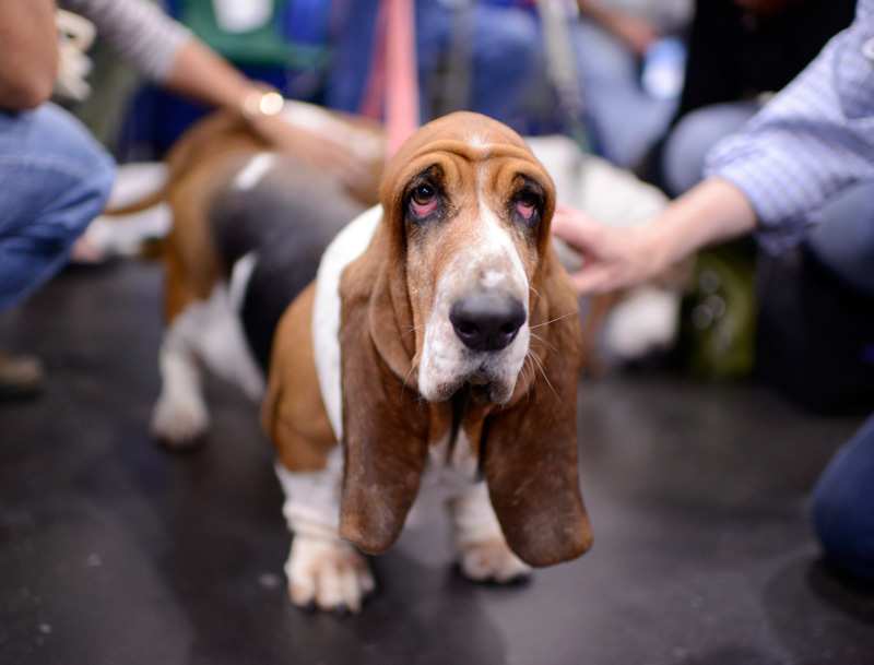 basset hound dog meet the breeds