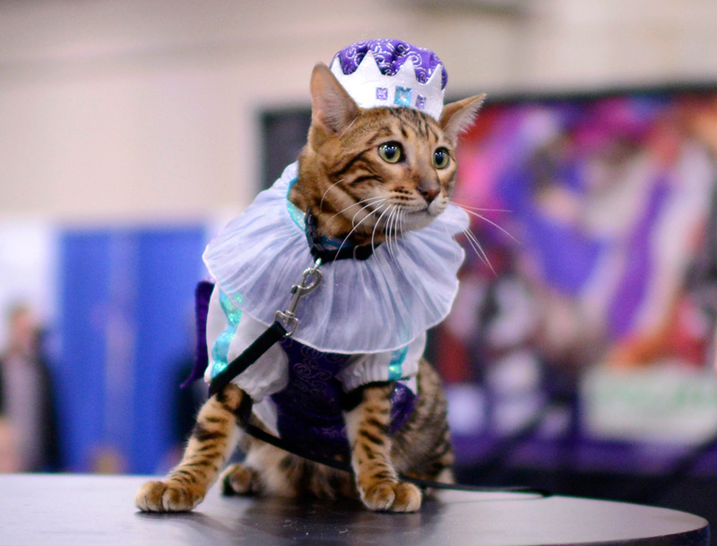 cat fashion show meet the breeds