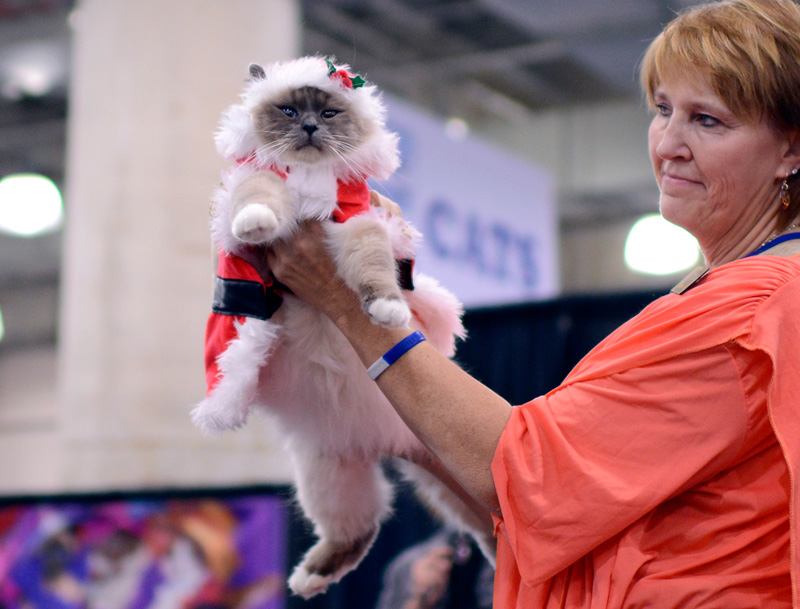 cat fashion show santa meet the breeds