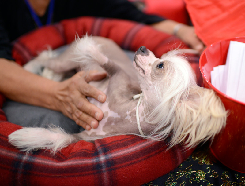 Chinese crested dog meet the breeds