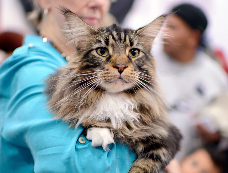 maine coon meet the breeds