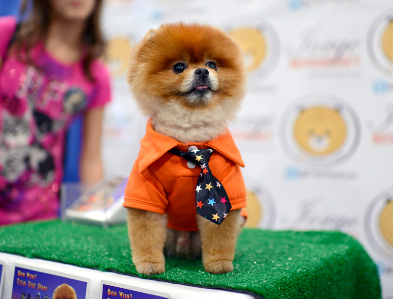 pomeranian dog meet the breeds