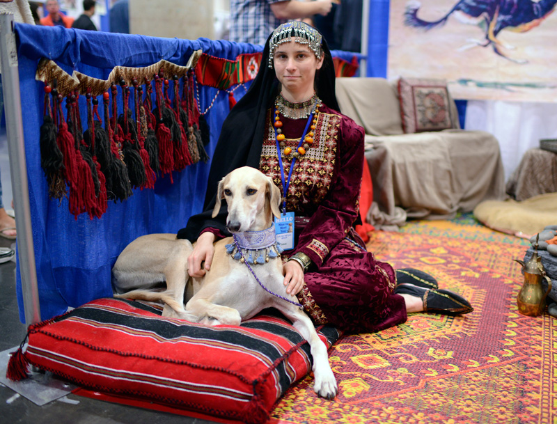 saluki dog meet the breeds