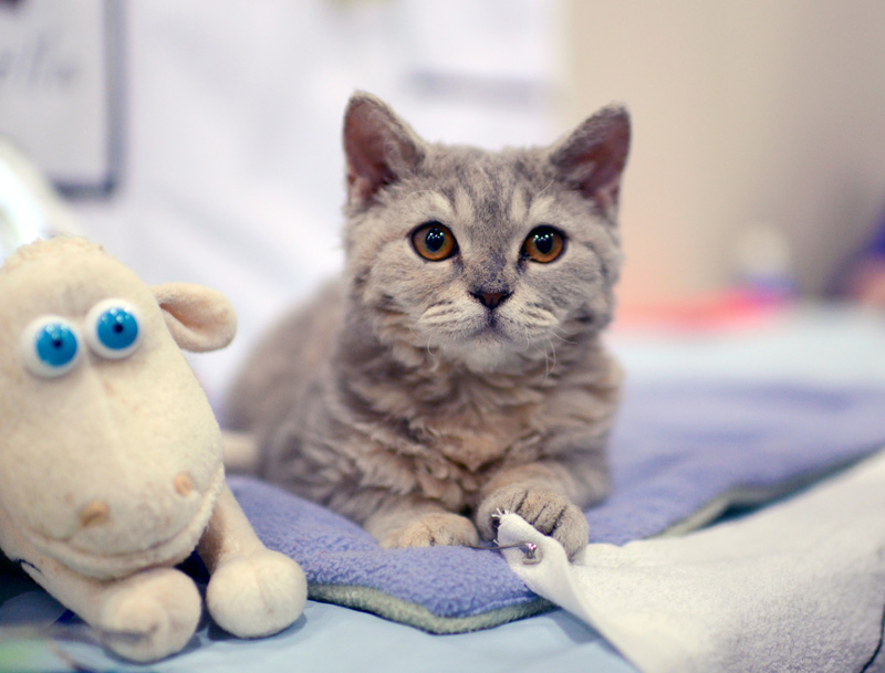 selkirk rex cat meet the breeds