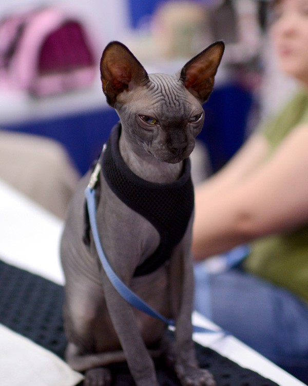 sphynx cat meet the breeds