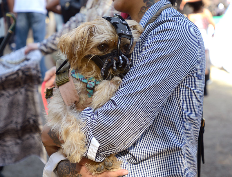 tompkins square halloween dog parade bane