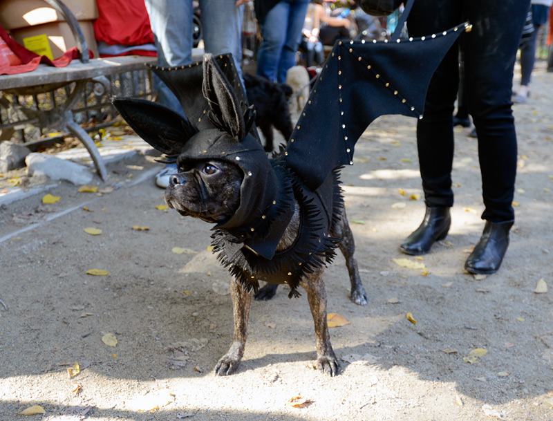 tompkins square halloween dog parade bat dog