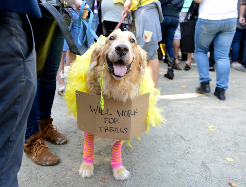 tompkins square halloween dog parade big bird