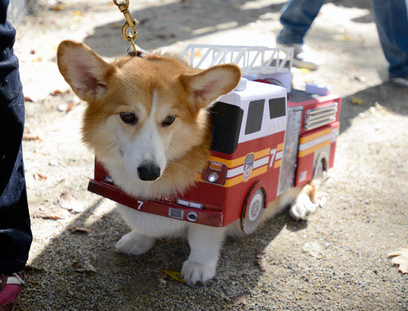tompkins square halloween dog parade firetruck