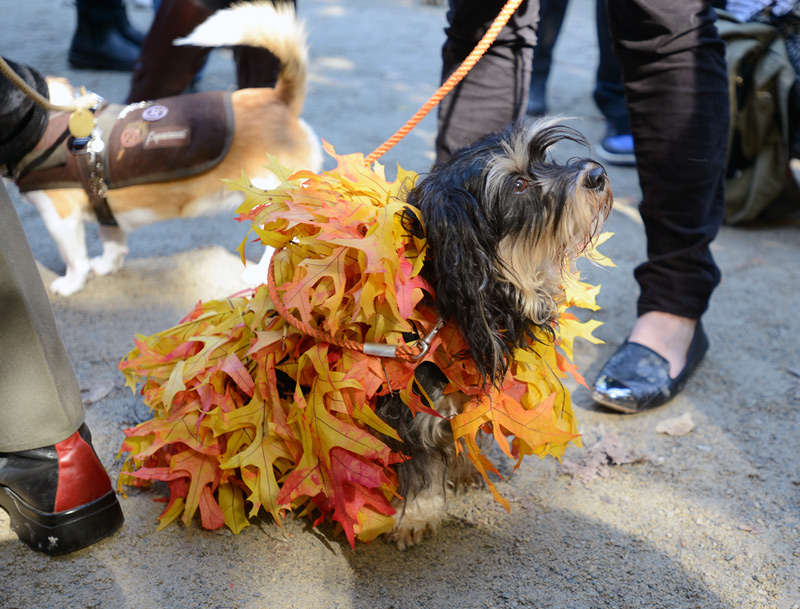 tompkins square halloween dog parade leaf pile