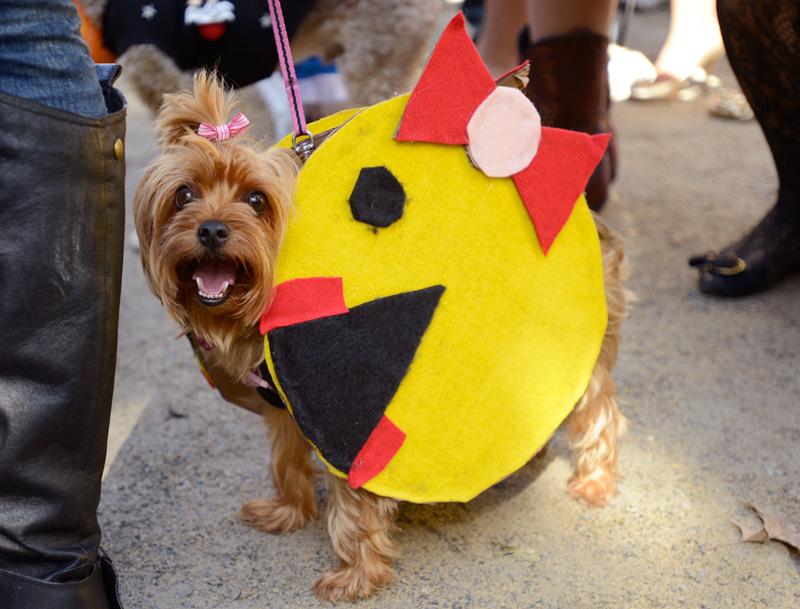 tompkins square halloween dog parade ms pacman