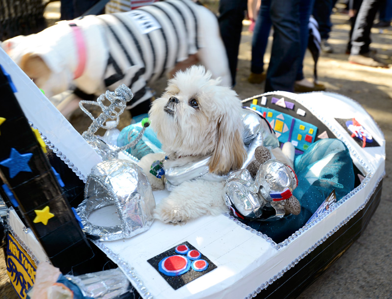 tompkins square halloween dog parade space pup