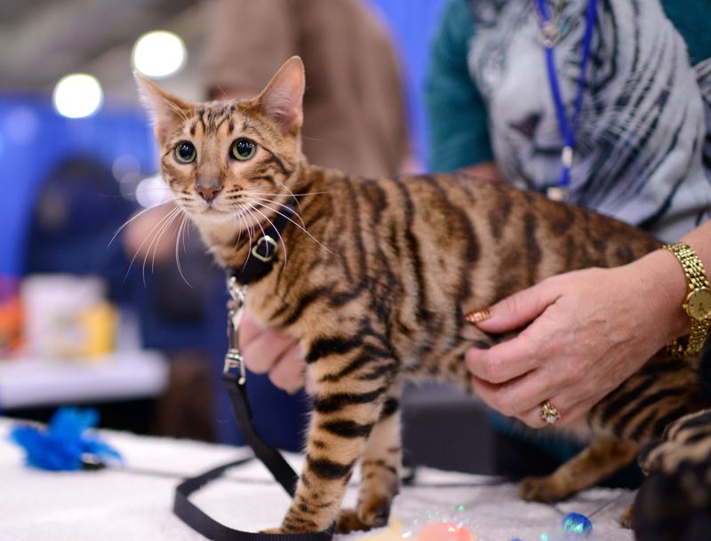 toyger cat meet the breeds