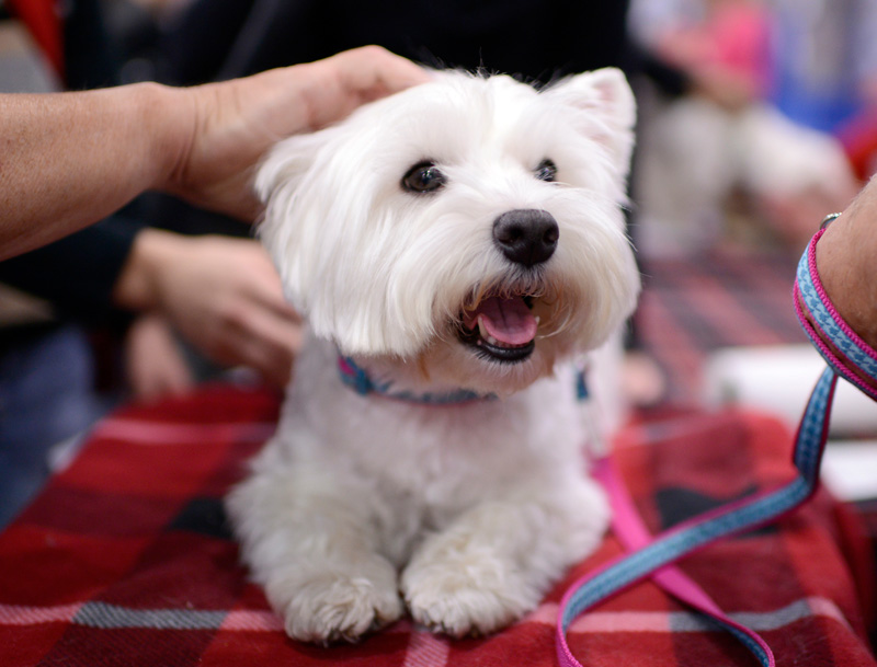 westie dog meet the breeds