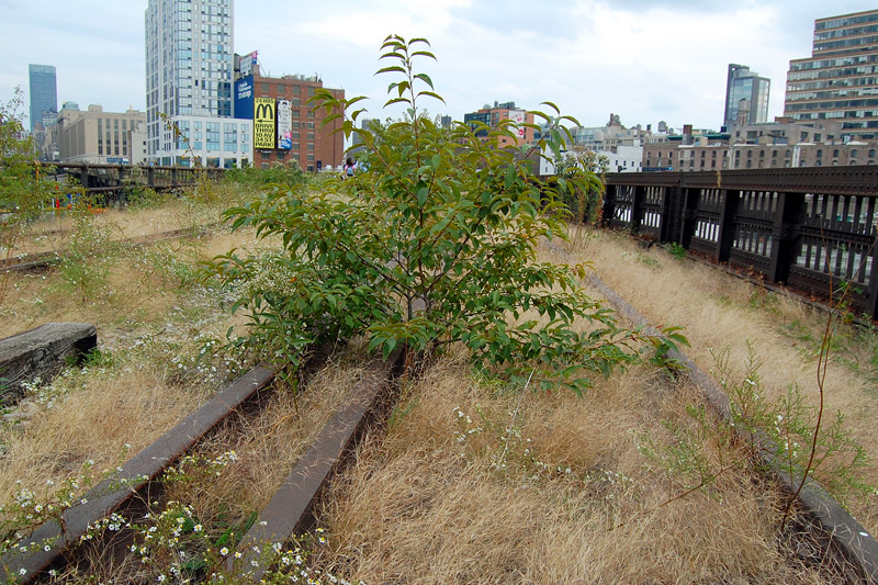 The High Line at the West Side Rail Yards Tree