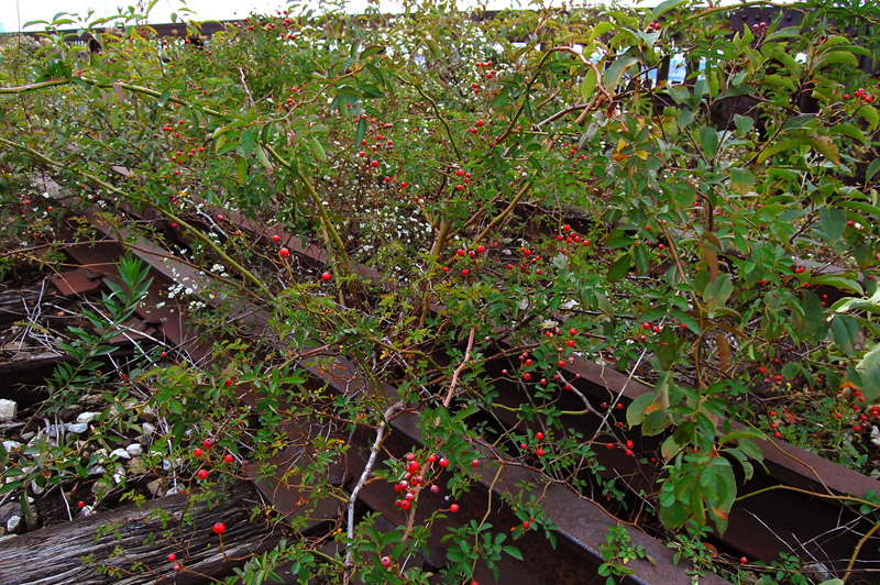 The High Line at the West Side Rail Yards