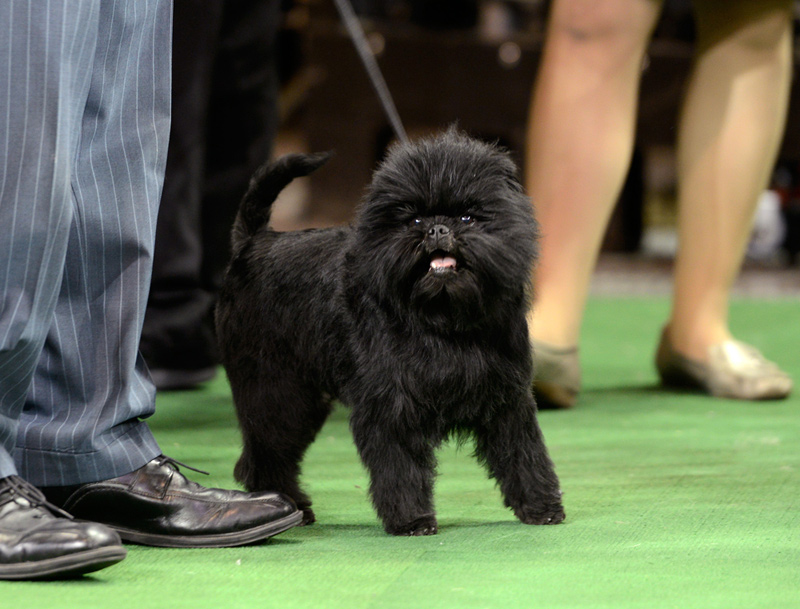 Banana Joe Affenpinscher Best in Show