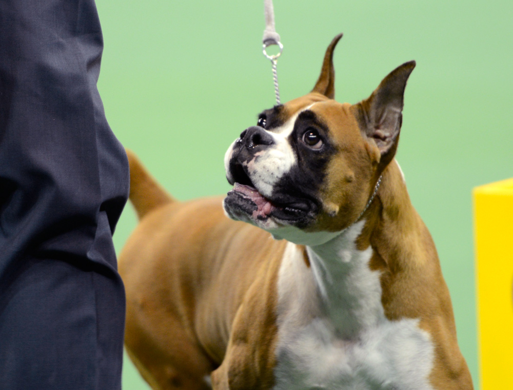 boxer westminster