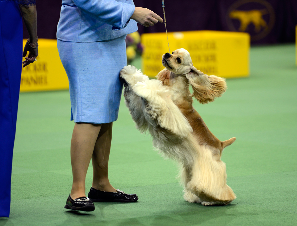 cocker spaniel westminster