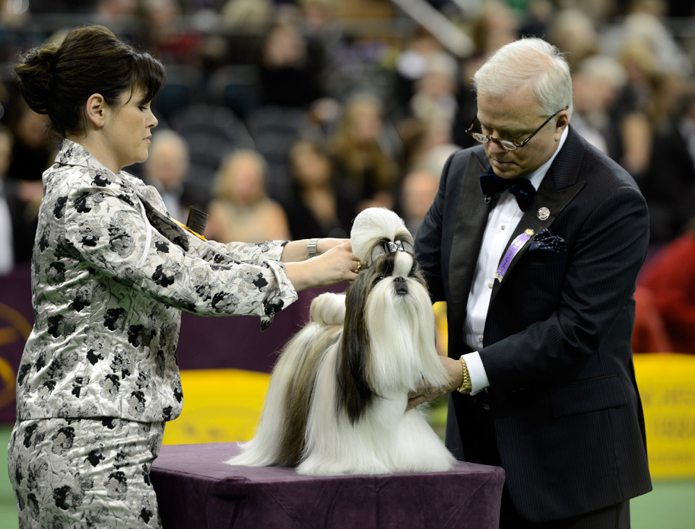 Shih Tzu Westminster