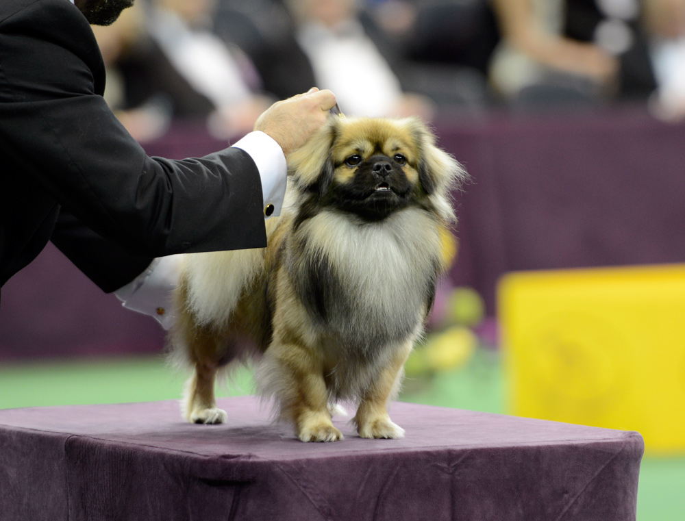 tibetan spaniel westminster