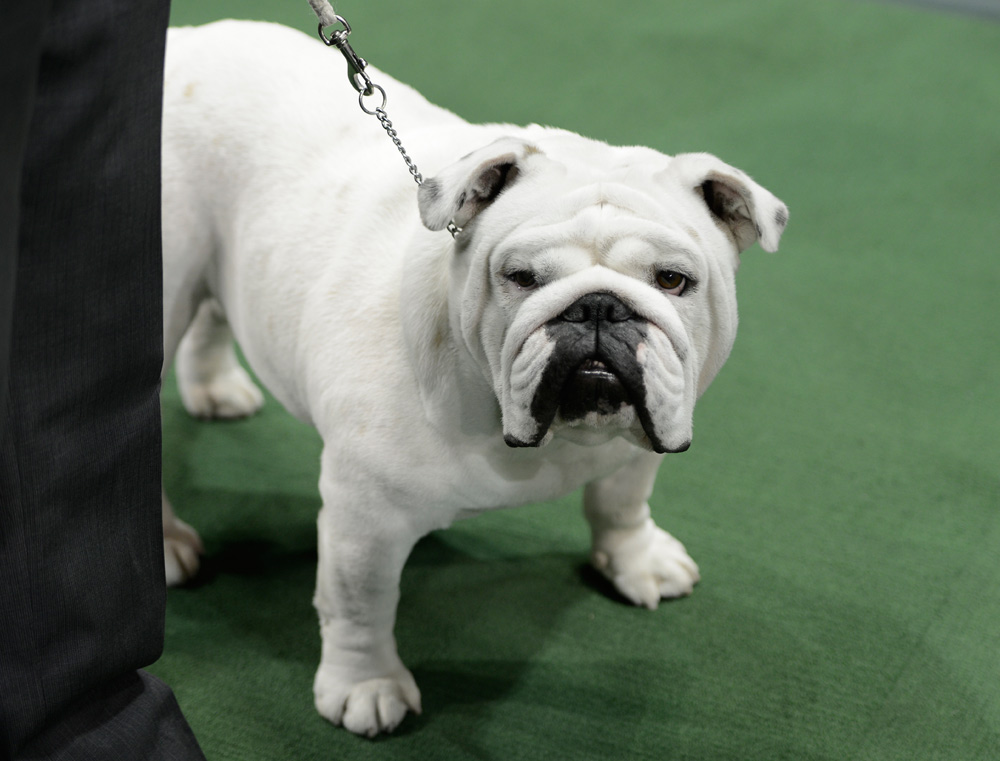 bulldog westminster