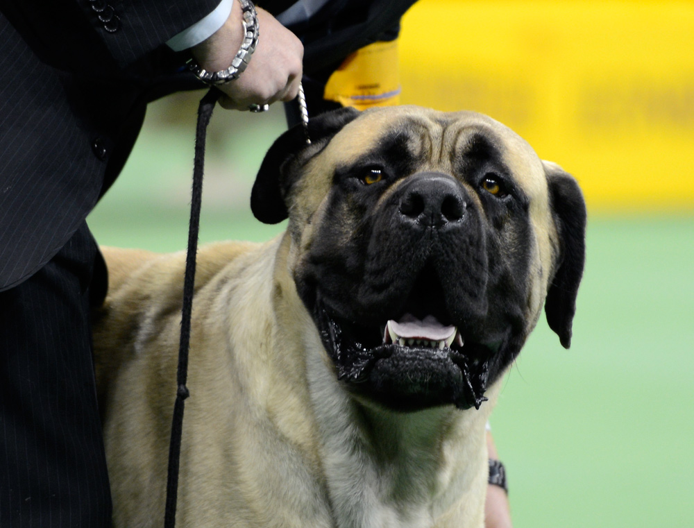 mastiff westmister