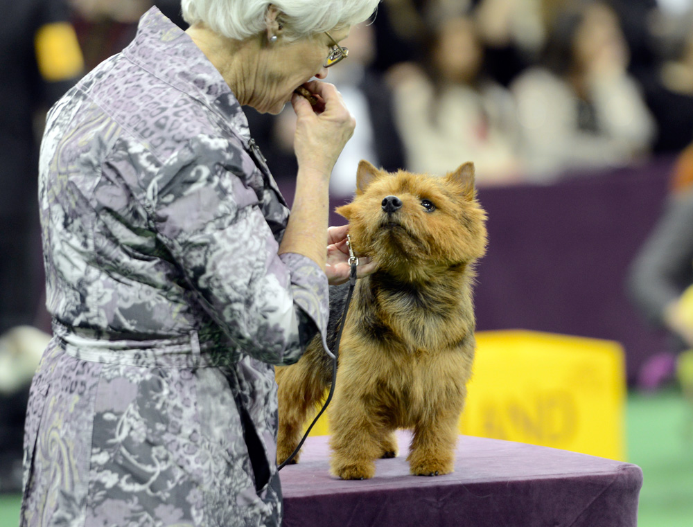 norwich terrier westminster