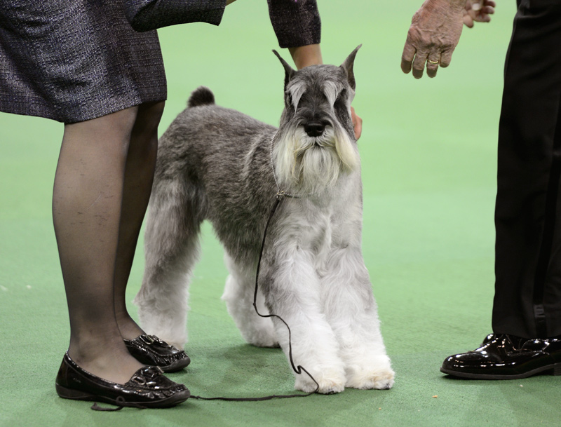 schnauzer westminster