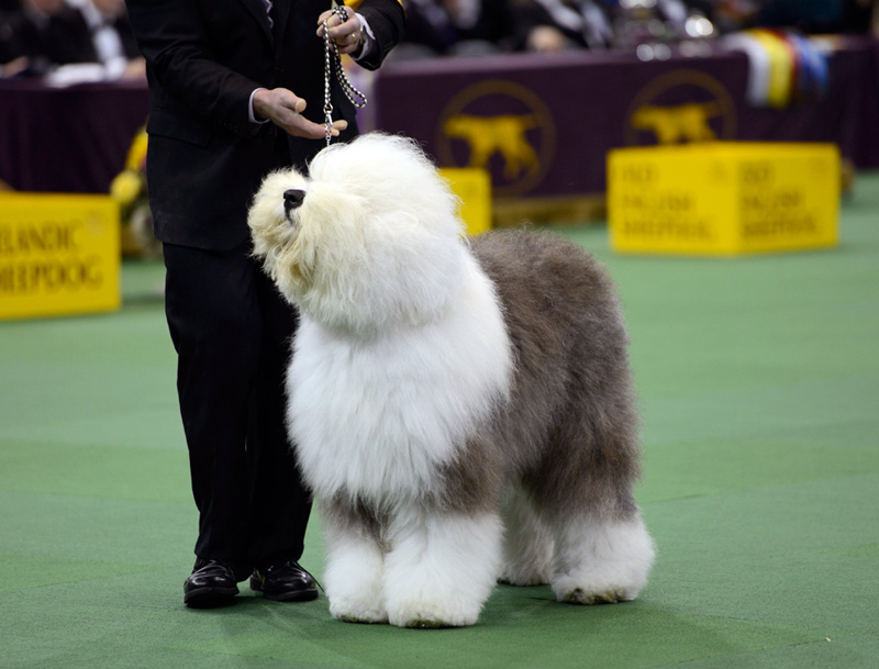 swagger sheepdog westminster