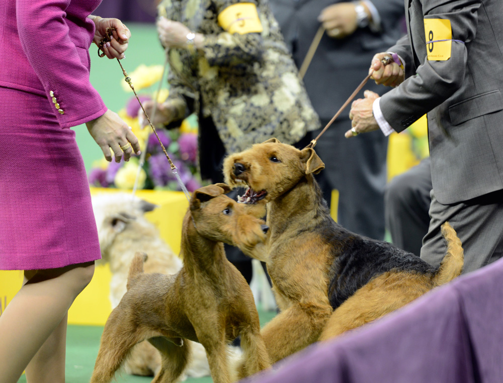 terrier fight westminster