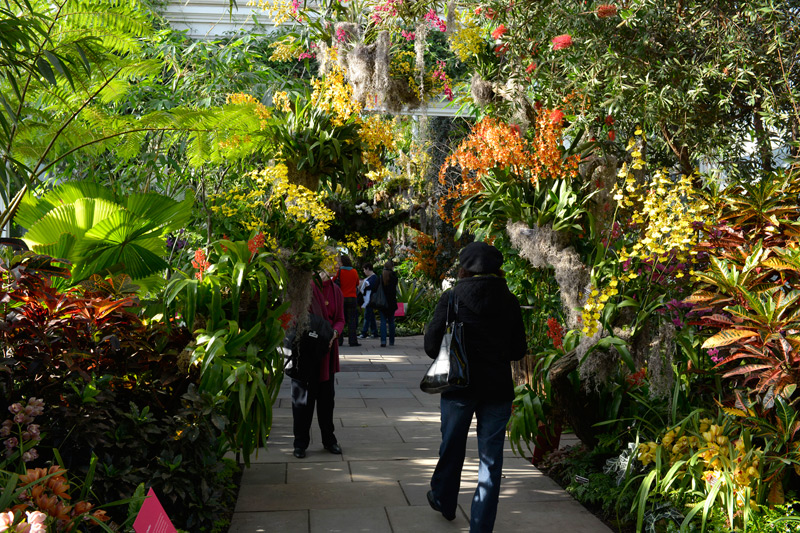 The Orchid Show New York Botanical Garden