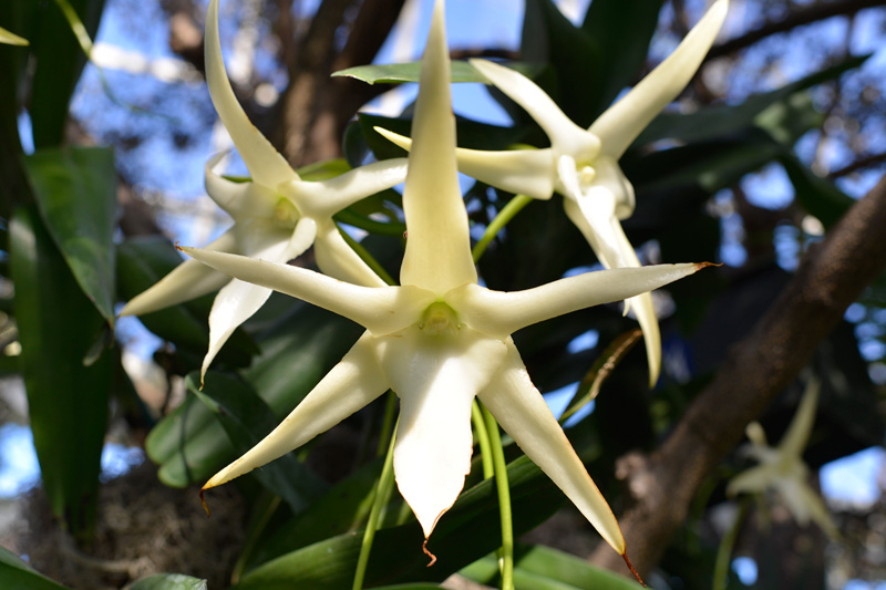The Orchid Show New York Botanical Garden Darwin's Star