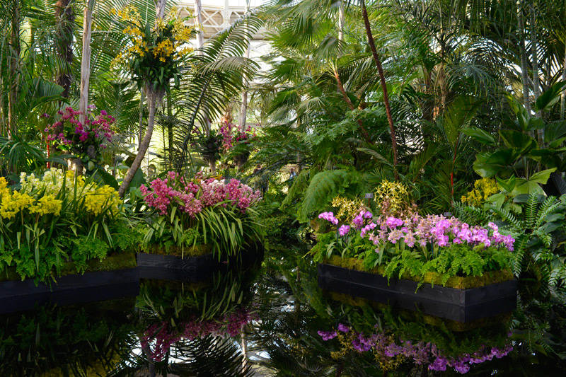 The Orchid Show New York Botanical Garden