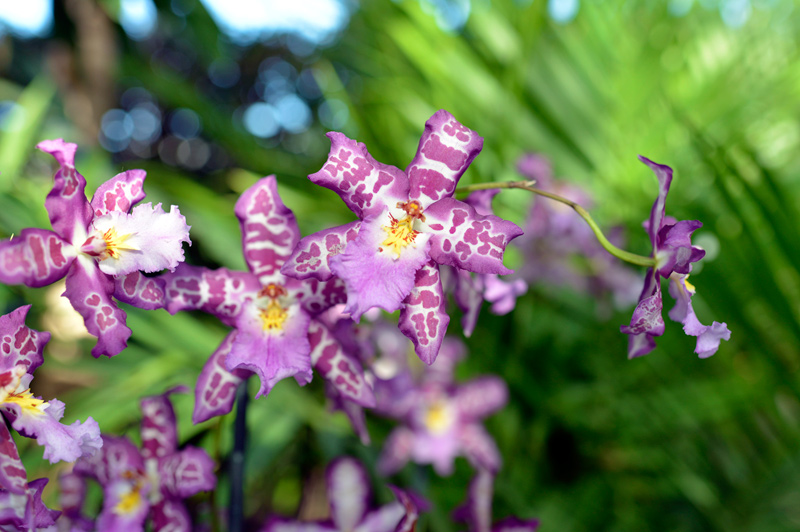 orchid show new york botanical garden