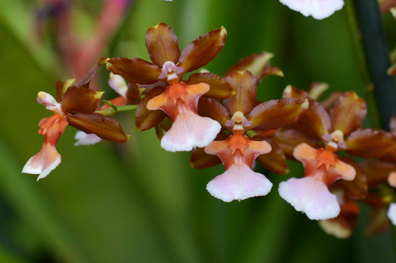 orchid show new york botanical garden