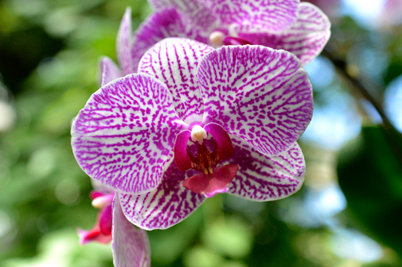 orchid show new york botanical garden