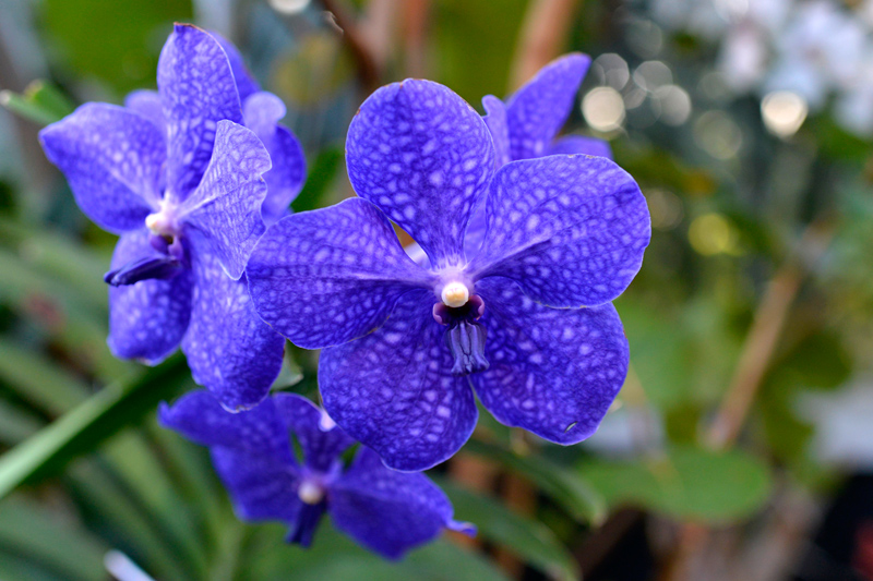 orchid show new york botanical garden