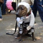 Tompkins Square Dog Halloween Parade